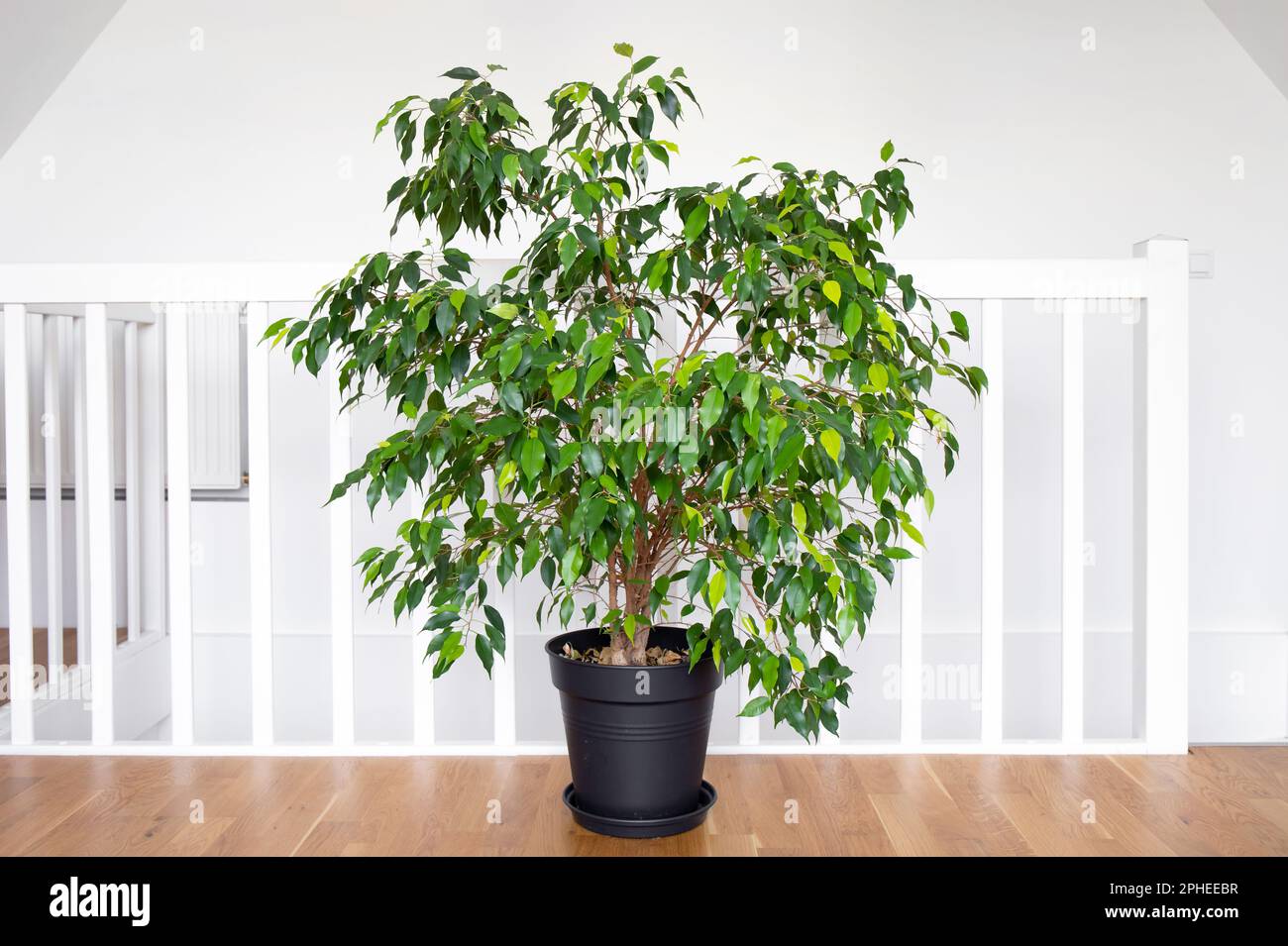 Wunderschöne üppige Zimmerpflanze Ficus benjamina, allgemein bekannt als weinende Feige, benjamin Feige oder Ficus Baum, die in einem modernen weißen Heim wachsen. Stockfoto