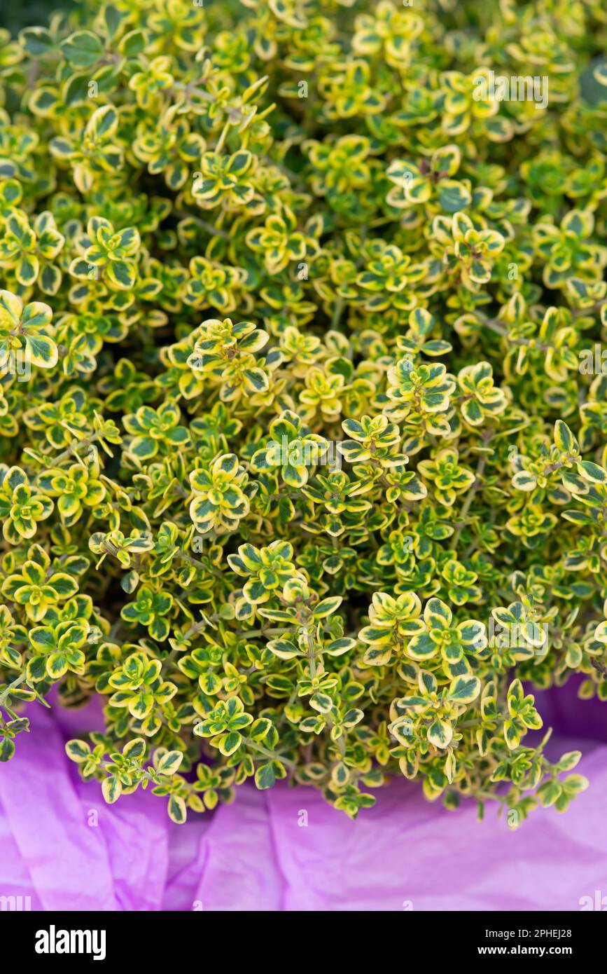 Lemon Tyme Plant, Thymus Citriodorus Stockfoto