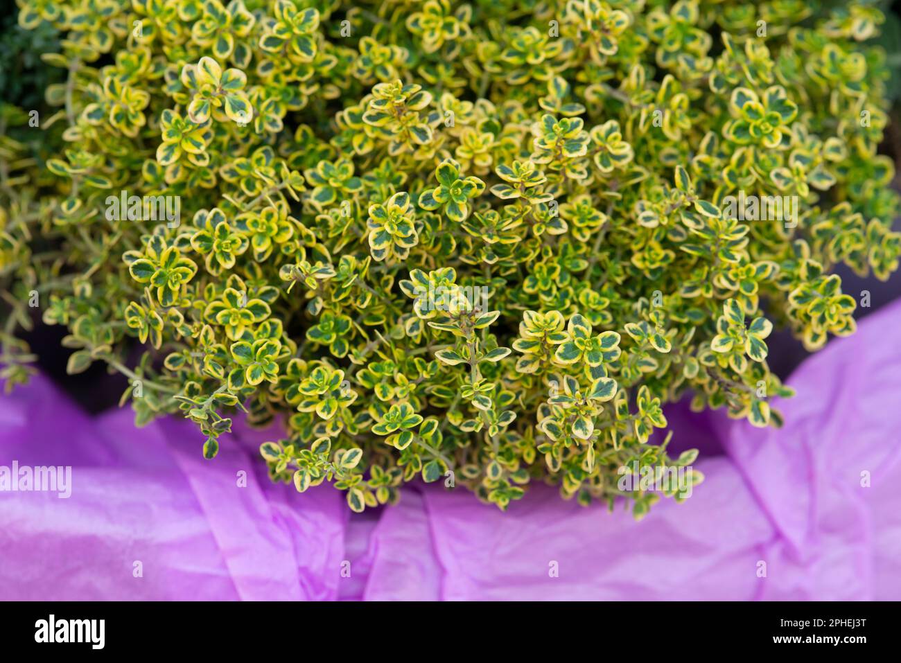 Lemon Tyme Plant, Thymus Citriodorus Stockfoto