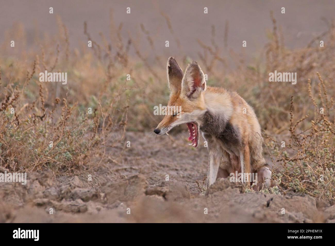 Wüstenfuchs (Vulpes vulpes pusilla), auch bekannt als Weißfußfuchs Stockfoto