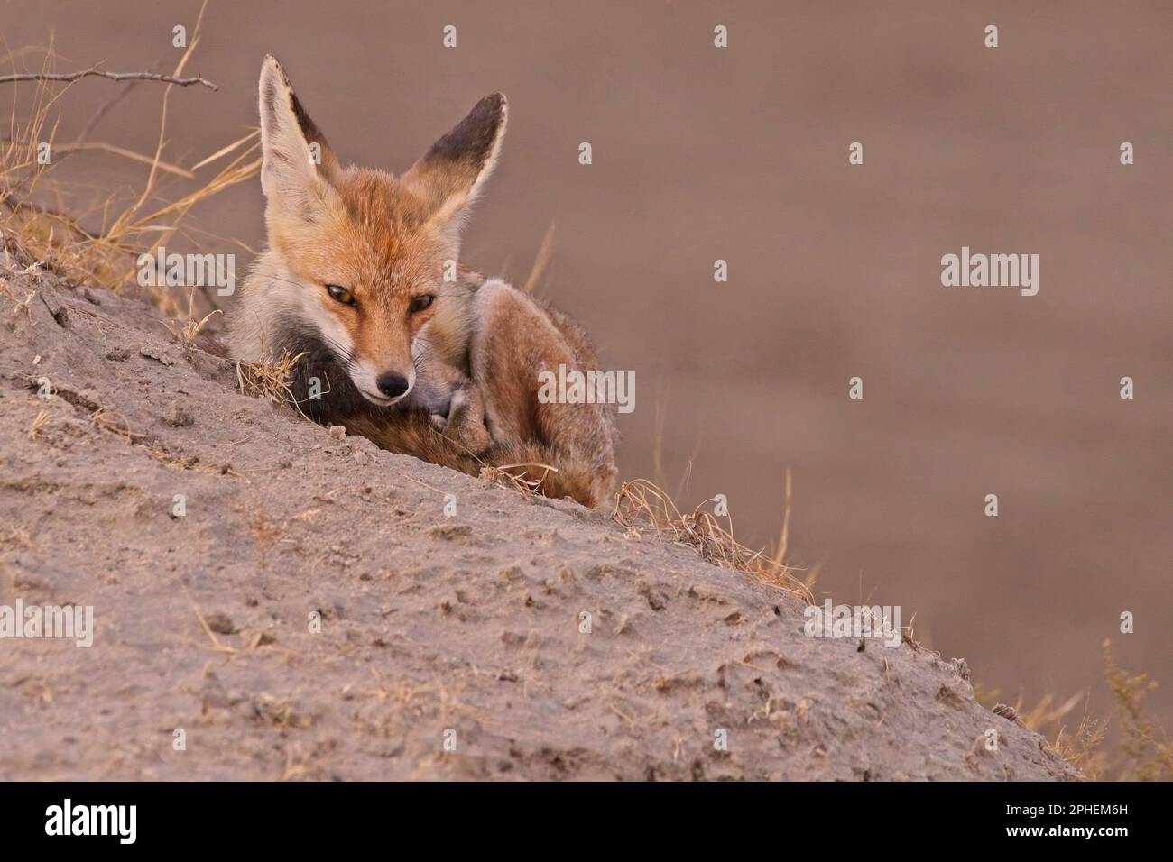 Wüstenfuchs (Vulpes vulpes pusilla), auch bekannt als Weißfußfuchs Stockfoto