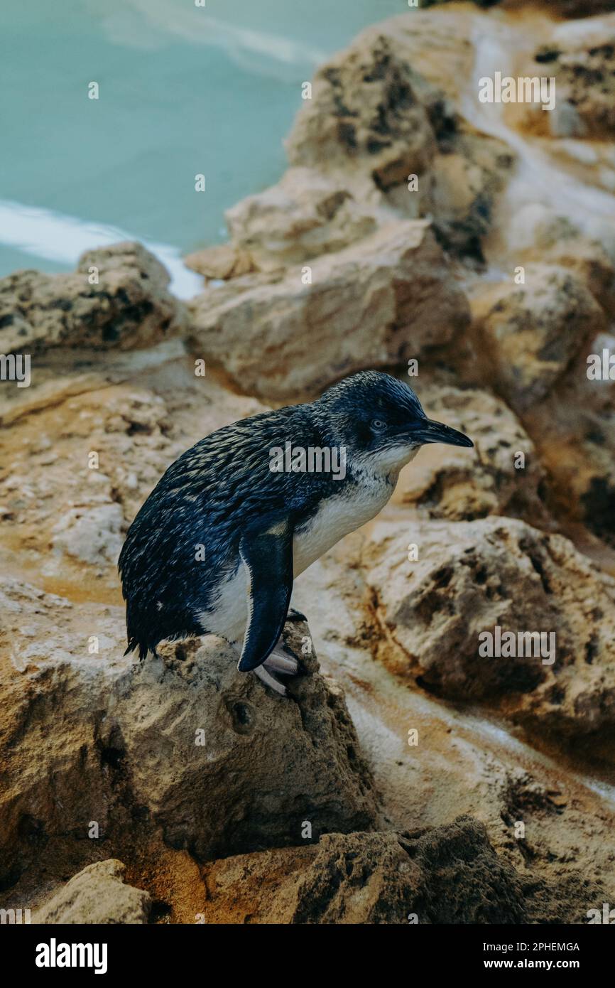 Nahaufnahme eines kleinen australischen Pinguins auf einem Felsen inmitten eines ruhigen Ozeans Stockfoto
