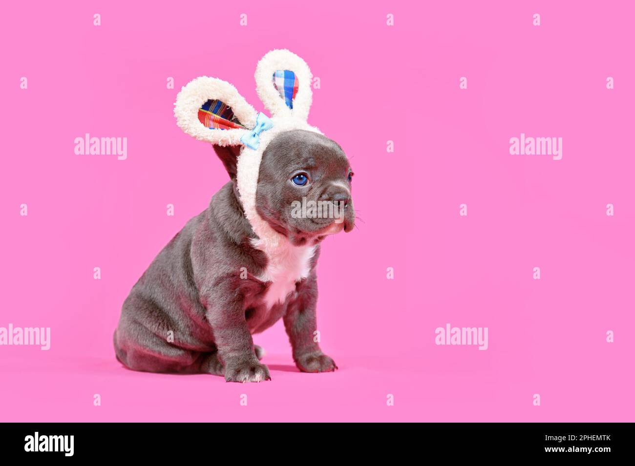 Schwarzer französischer Bulldog mit Osterohren auf pinkfarbenem Hintergrund und Kopierbereich Stockfoto