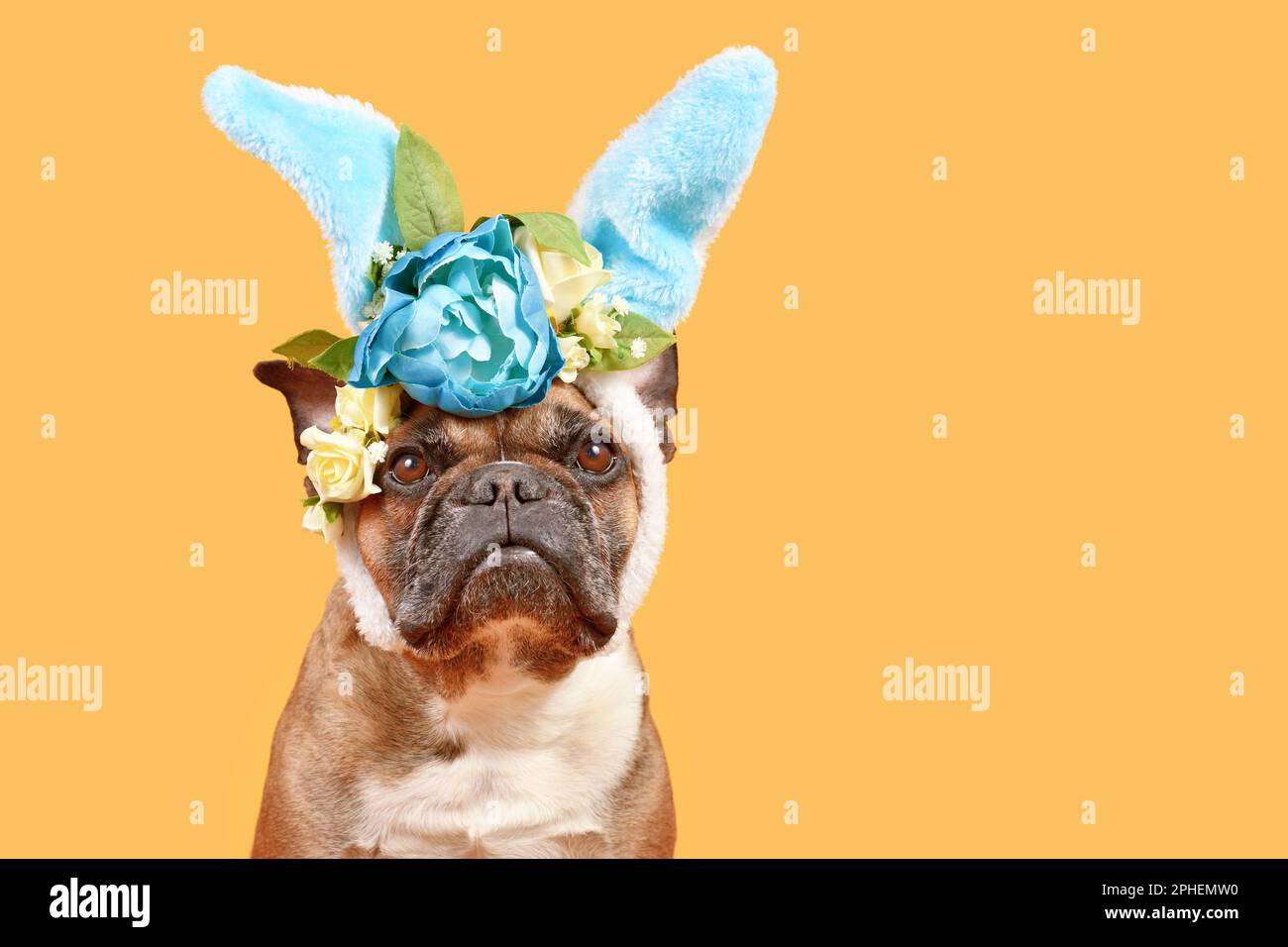 Französischer Frewn Bulldog mit Osterhäschen-Kostüm Ohrbügel mit Rosenblumen auf gelbem Hintergrund und Kopierbereich Stockfoto