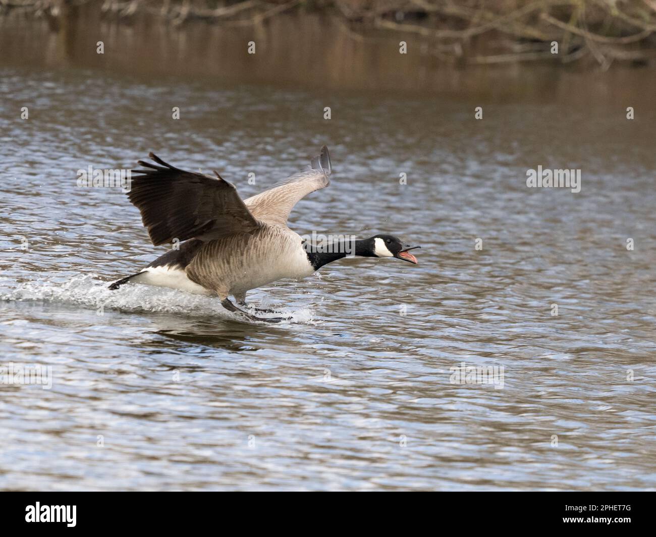 Kanadische Gans (Branta canadensis) Stockfoto