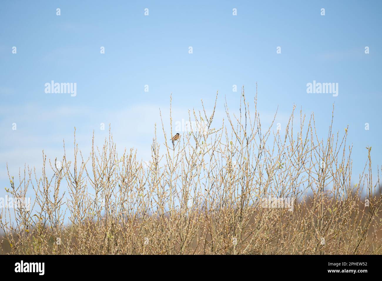 Die breite Aufnahme einer einzelnen Common Reed Bunting (Emberiza schoeniclus) liegt hoch oben in einem Strauch über den Schilfbeeten in Yorkshire, Großbritannien. (März 2023) Stockfoto