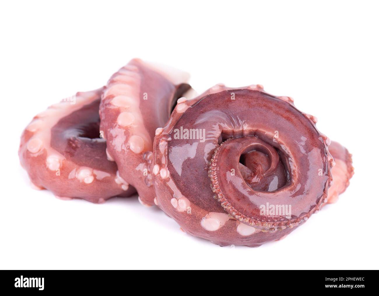 Tintenfischentakel isoliert auf weißem Hintergrund. Frischer roher Riesenkalmar. Stockfoto