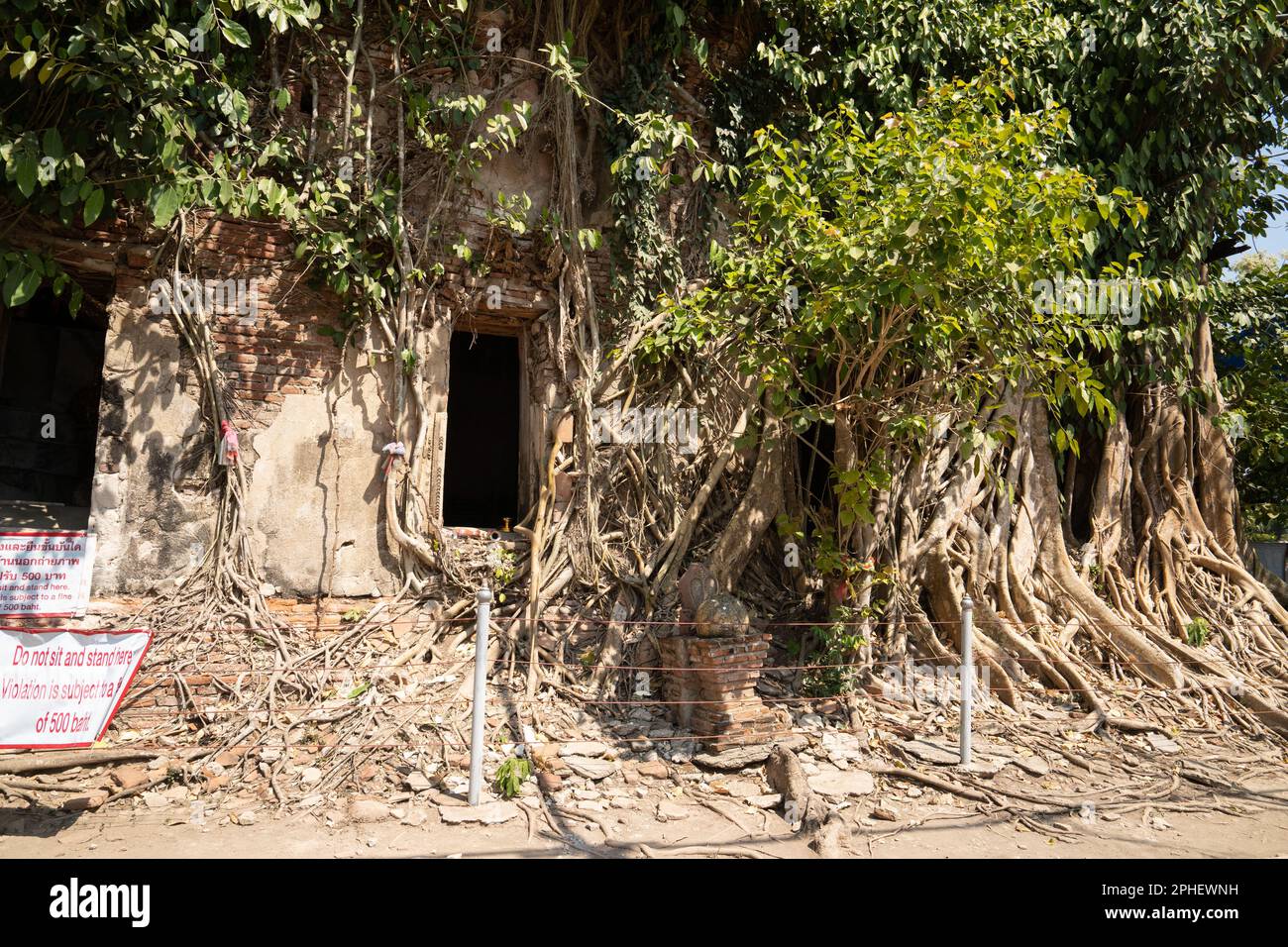 Bang Khung Wat Tempel, im Bang Kung Camp, Samut Songkram, Thailand. Bedeckt mit Pho-Baumzweigen und -Wurzeln. Stockfoto