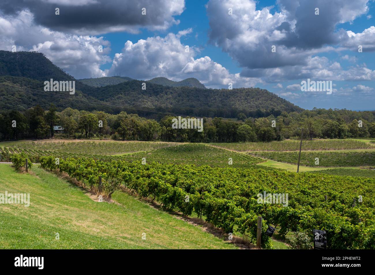 Nach der Traubenernte in der Weinregion Hunter Valley in New South Wales, NSW, Australien, werden die Reben mit einem Traktor besprüht. Stockfoto