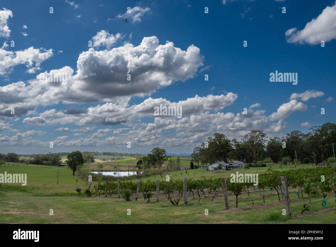 Nach der Traubenernte in der Weinregion Hunter Valley in New South Wales, NSW, Australien, werden die Reben mit einem Traktor besprüht. Stockfoto
