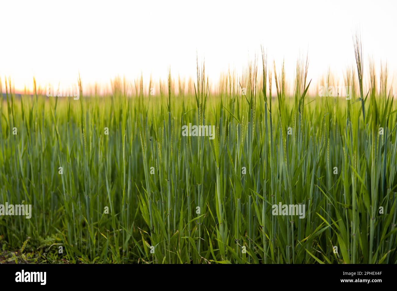 Grünes Gerstenfeld im Frühjahr. Erstaunliche ländliche Landschaft. Sonne über Feldern von reifender Gerste. Stockfoto