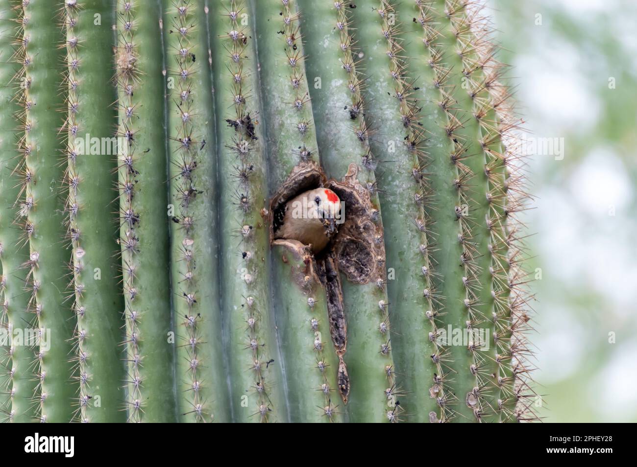 Ein kleiner Yucatan-Specht erhebt sich auf dem Rücken eines Saguaro und schaut aus einem Loch in der Seite Stockfoto