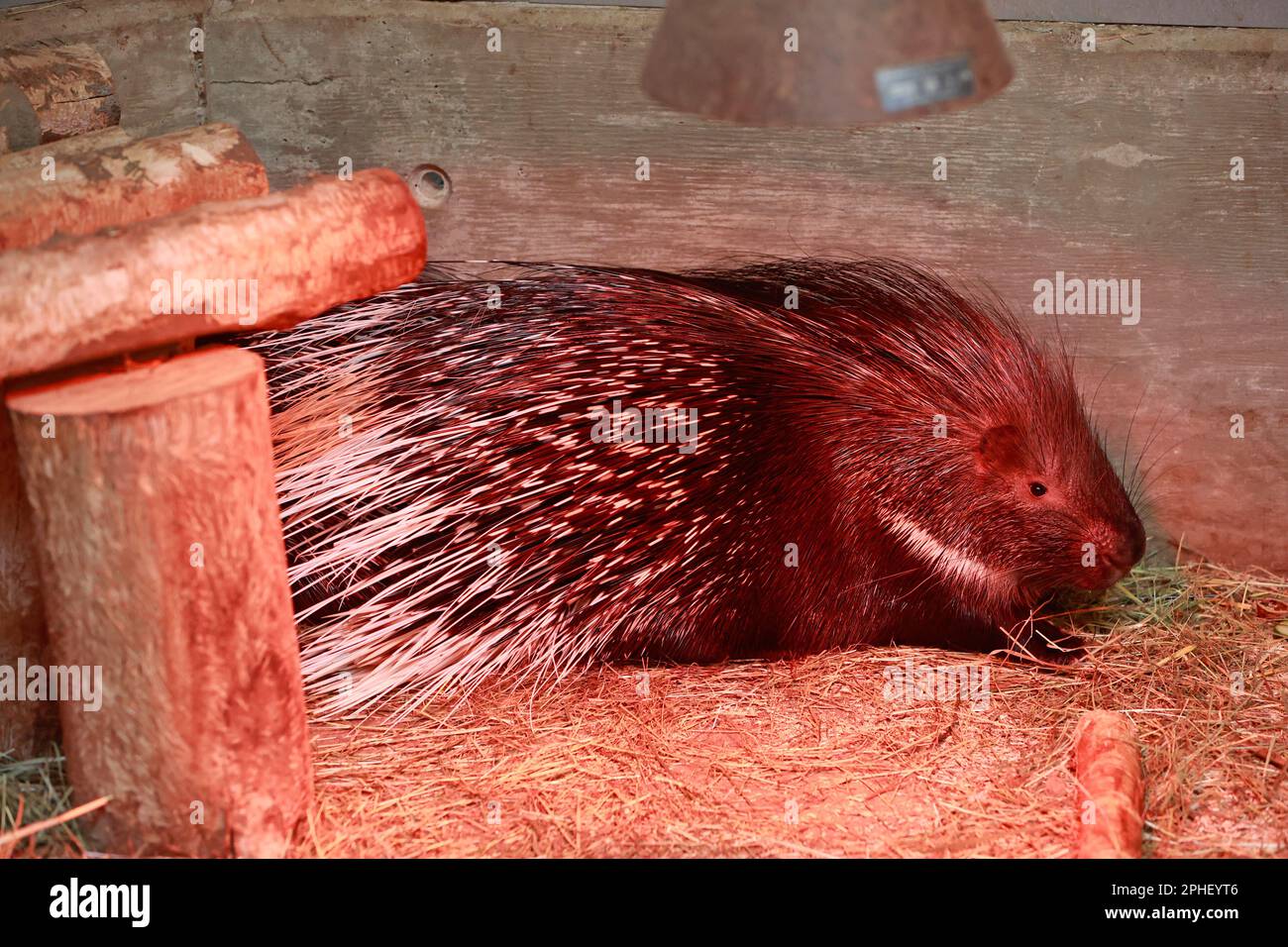 Thale, Deutschland. 28. März 2023. Pinky, der zweite Stachelschwein aus dem Thale Zoo, kehrte abends zurück, bis Dienstag. Das Tier fiel in eine lebende Falle im Harz-Gebirge und wurde von der Feuerwehr in den Zoo gebracht. Zuvor wanderten die Weißschwanzschweinchen neun Tage lang in den Harz-Bergen. Der Zoo schließt jetzt die Sicherheitslücke im Gehäuse. Kredit: Matthias Bein/dpa/Alamy Live News Stockfoto