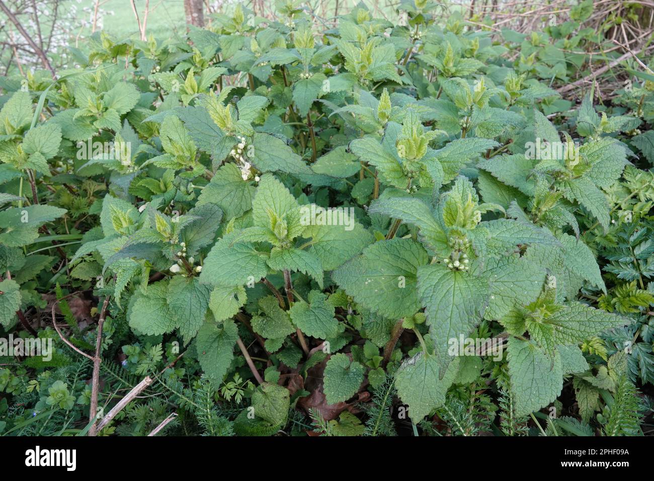 Natürliche Nahaufnahme auf dem grünen Laub einer Aggregation aus weißer oder toter Brennnessel, Lamium Album Stockfoto