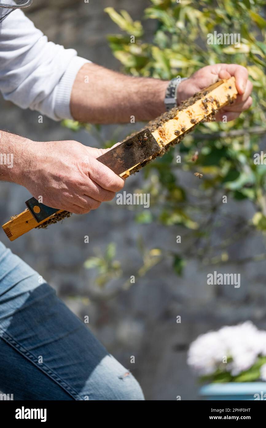 Der Bienenzüchter kontrolliert die Bienenkiste Stockfoto