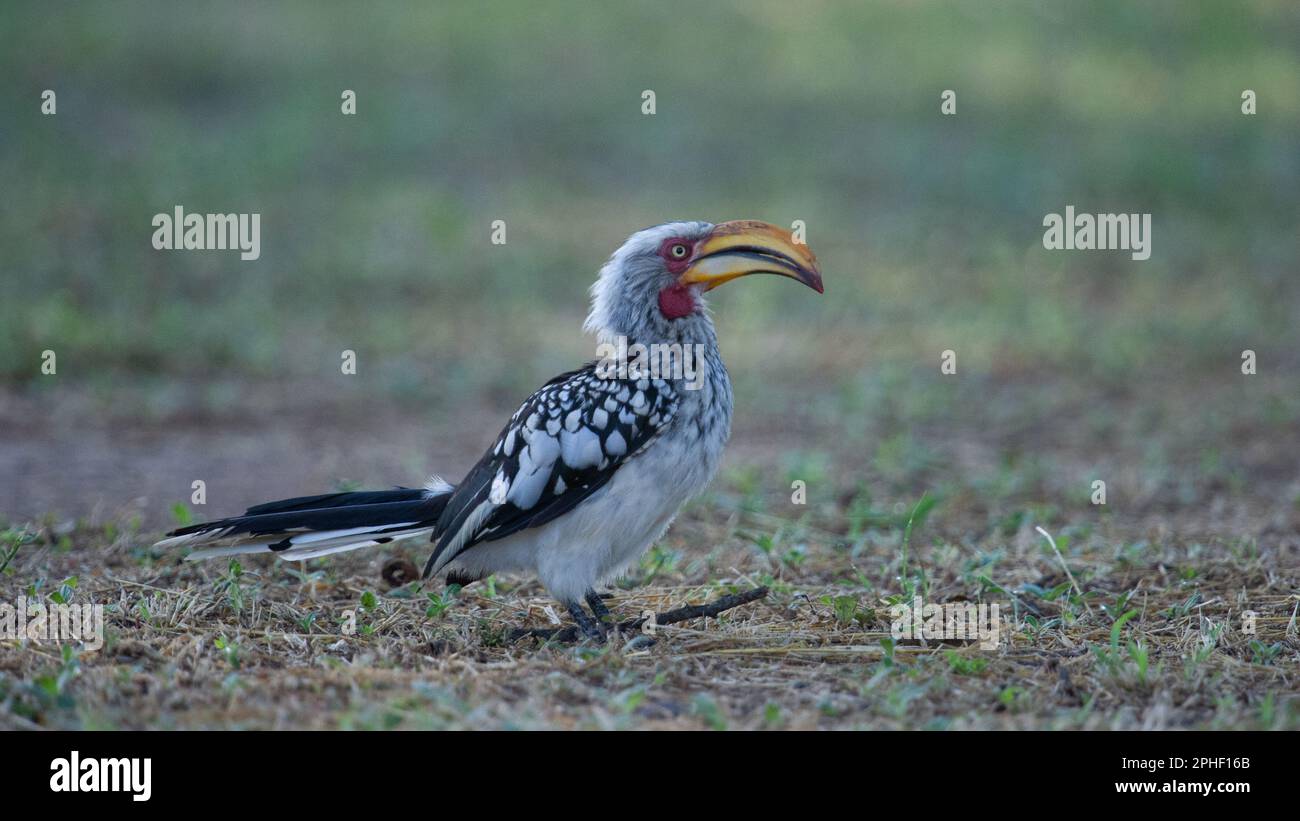 Gelbschnabel-Hornbill ( Tockus leucomelas) Marakele-Nationalpark, Südafrika Stockfoto