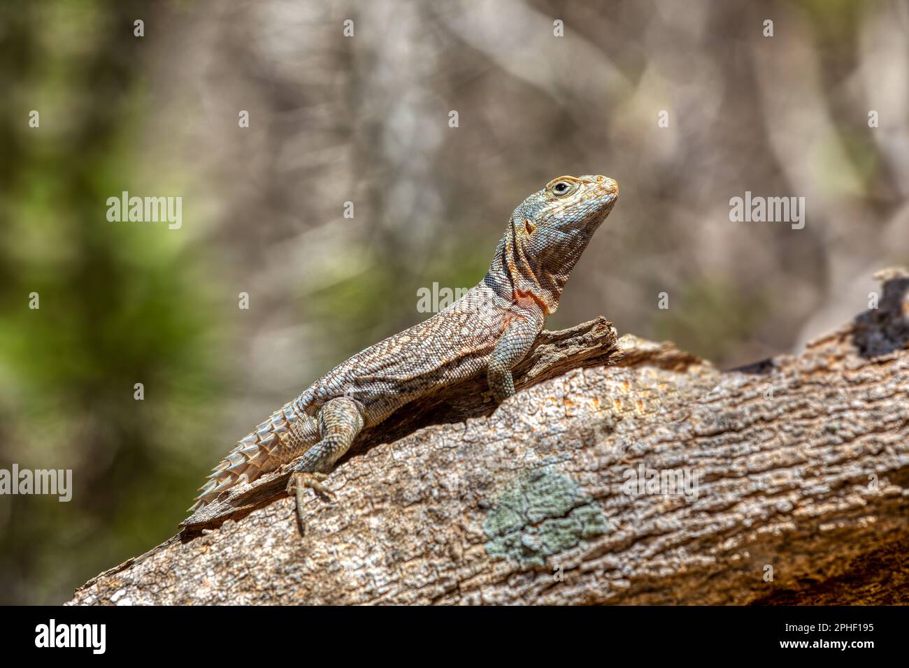 Oplurus cyclurus, auch bekannt als Madagaskar Swift und Merrems Madagaskar Swift, ist eine Eidechsenart in der Familie Opluridae. Arboretum Stockfoto