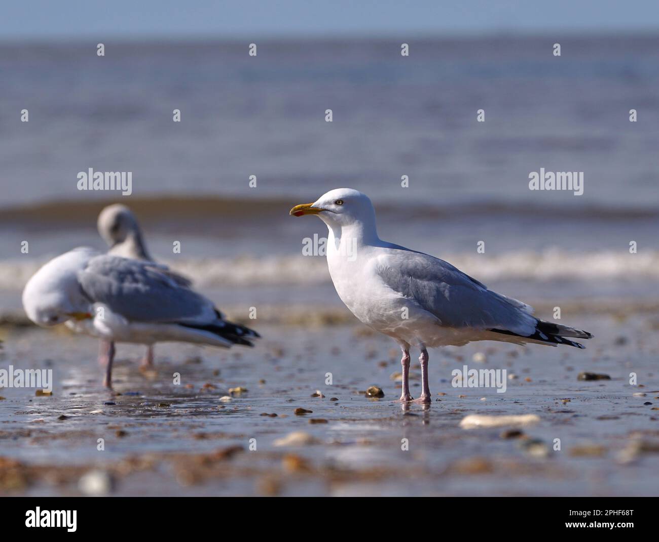 Möwe an einem Strand bei Ebbe Stockfoto