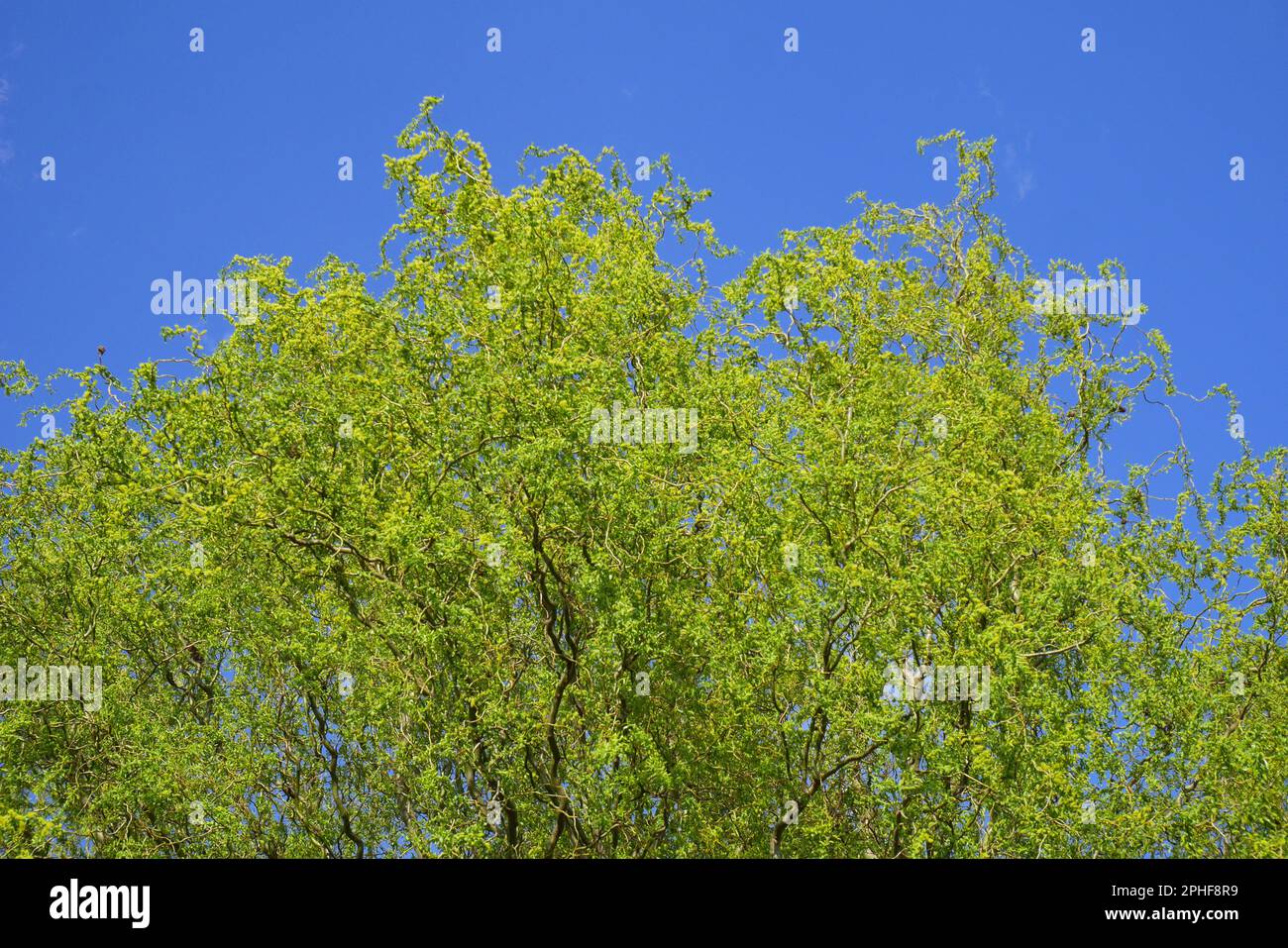Korkenzieherweide, Salix Matsudana Tortuosa, gegen den blauen Himmel im Frühling, Szigethalom, Ungarn Stockfoto