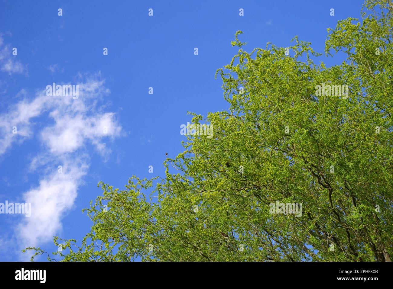 Korkenzieherweide, Salix Matsudana Tortuosa, gegen den blauen Himmel im Frühling, Szigethalom, Ungarn Stockfoto