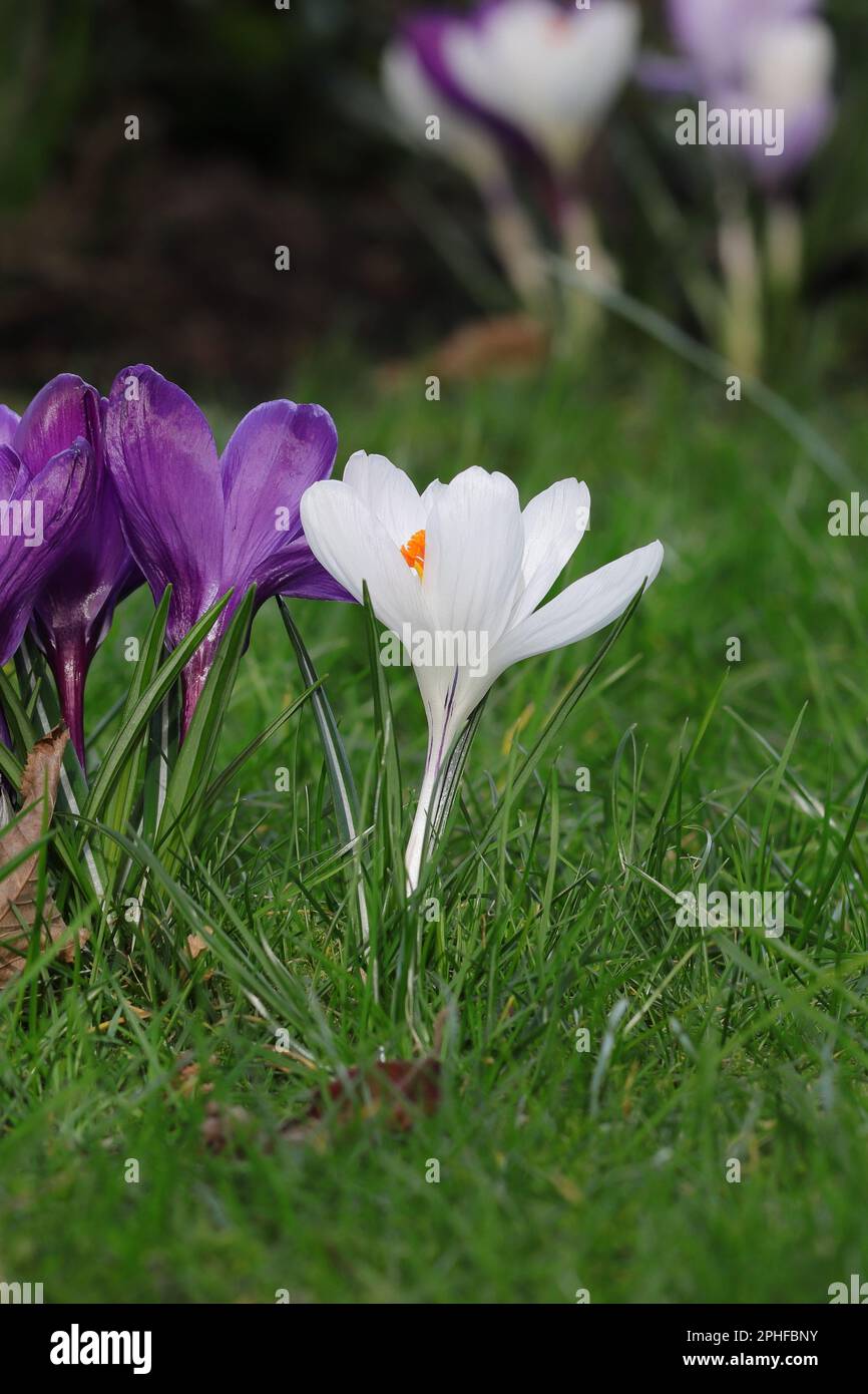 Nahaufnahme eines weißen Crocus vernus in einem Rasen, Seitenansicht Stockfoto