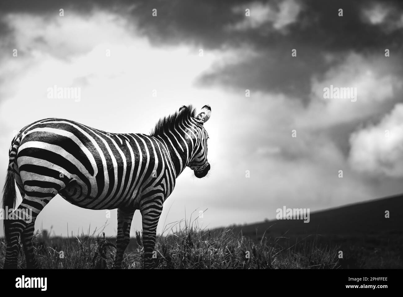 Nahaufnahme eines wilden Zebras in der Savanne im Serengeti-Nationalpark, Tansania, Afrika Stockfoto