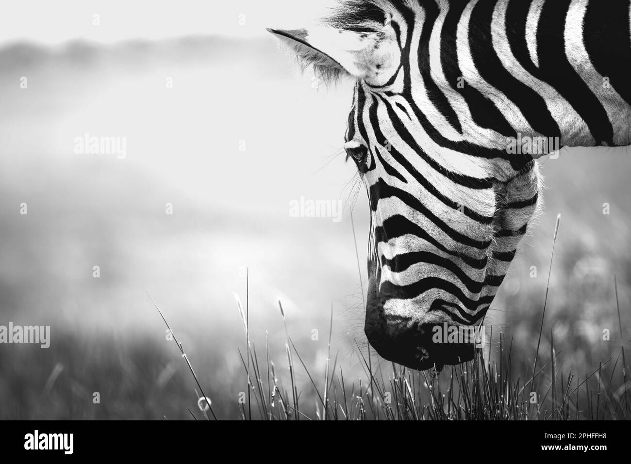 Nahaufnahme eines wilden Zebras in der Savanne im Serengeti-Nationalpark, Tansania, Afrika Stockfoto