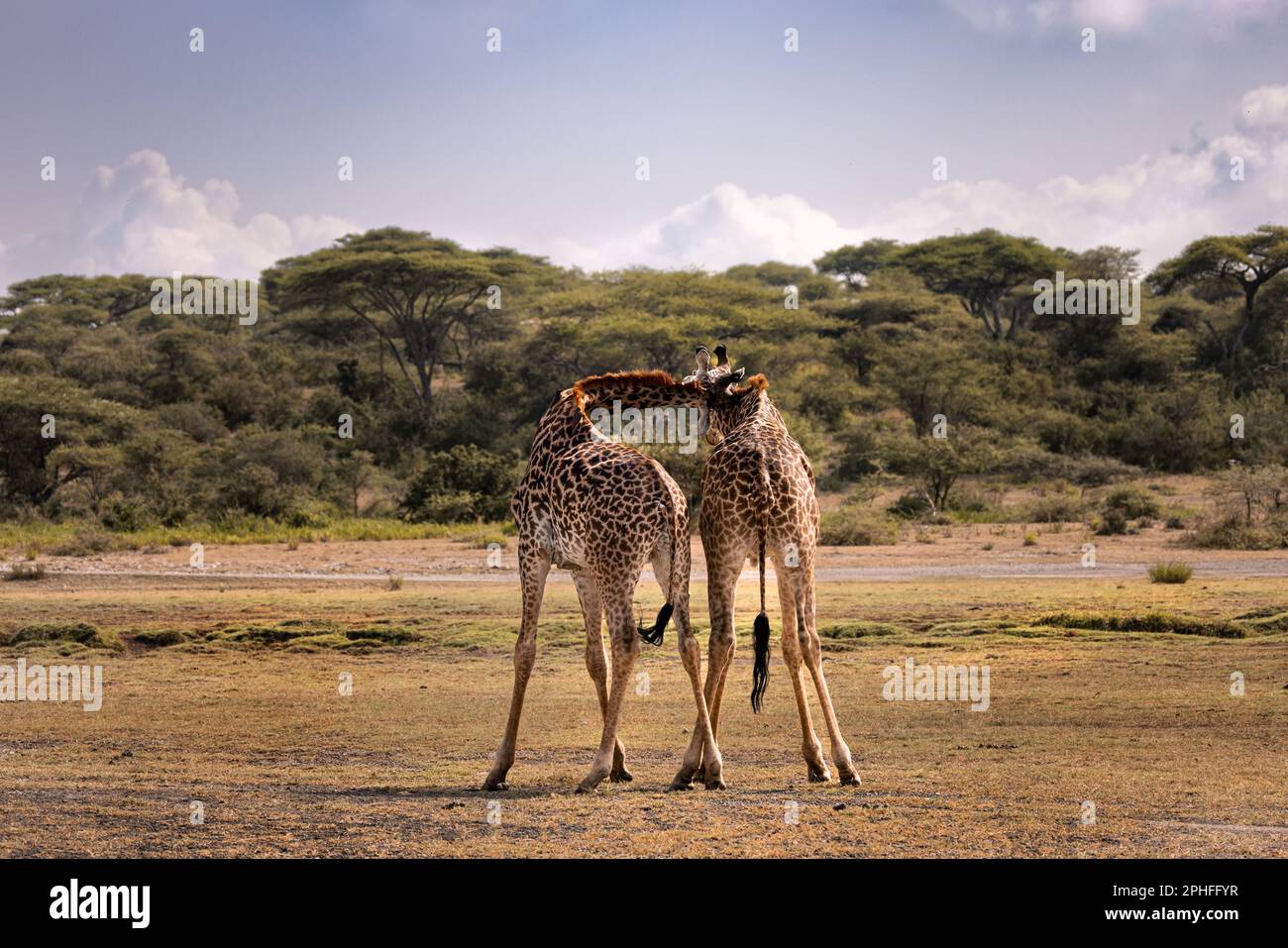 Zwei Maasai Giraffe Stiere kämpfen in der Savanne im Serengeti-Nationalpark, Tansania, Afrika Stockfoto