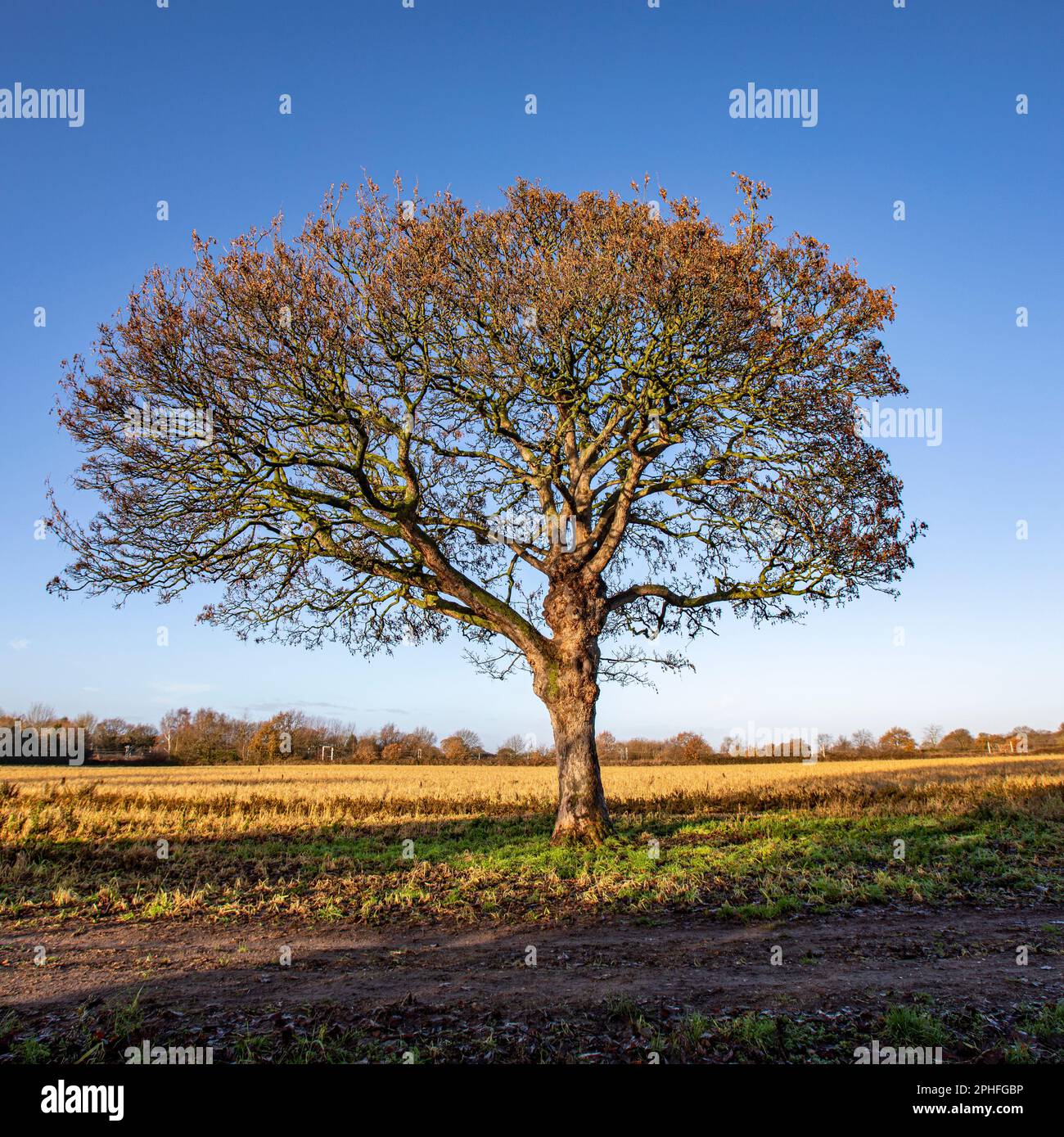 Blattloser einzelner Baum mit blauem Himmel in Cheshire UK Stockfoto
