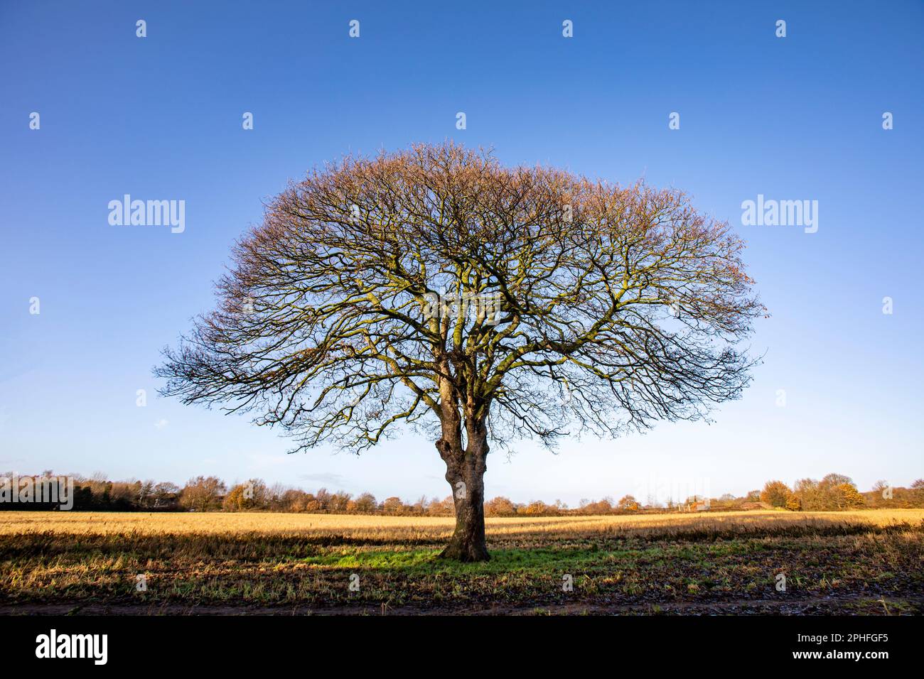 Blattloser einzelner Baum mit blauem Himmel in Cheshire UK Stockfoto