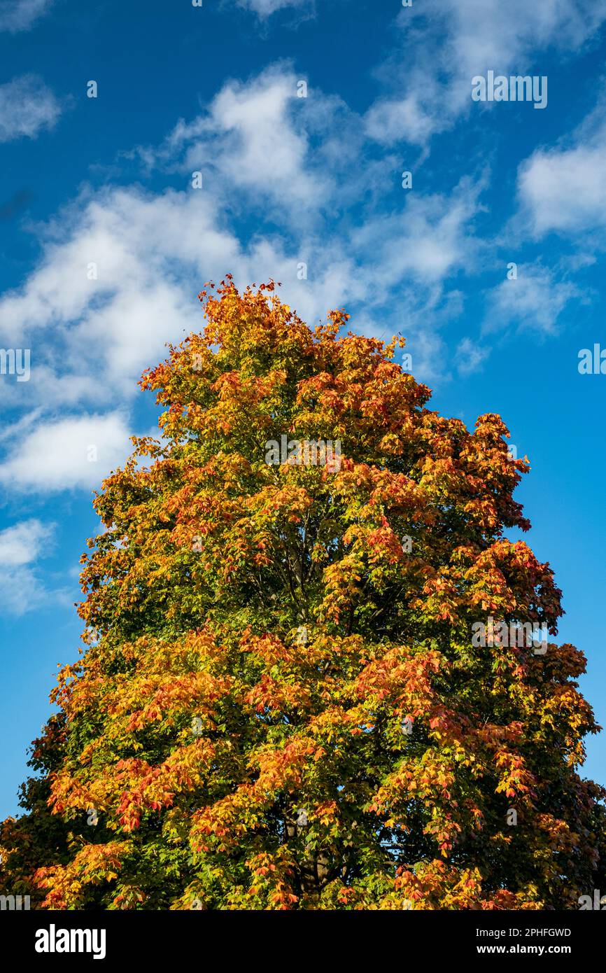 Farbenfroher Baum im Herbst mit blauem Himmel Großbritannien Stockfoto