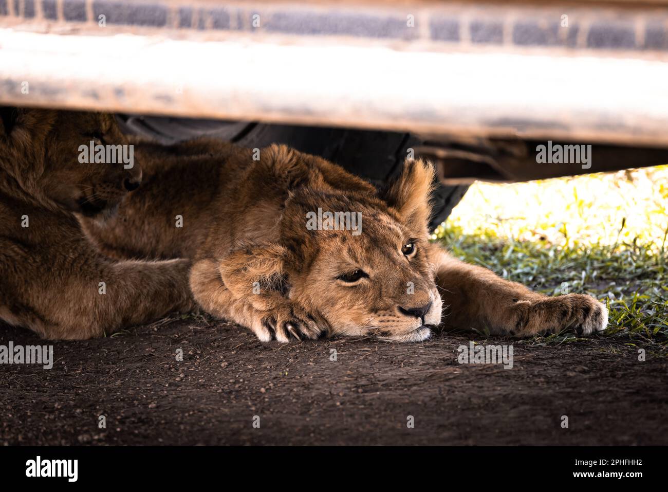 Wilde Löwenjungen, simba, unter einem Safari-Jeep auf einer Safari im Serengeti-Nationalpark, Tansania, Afrika Stockfoto