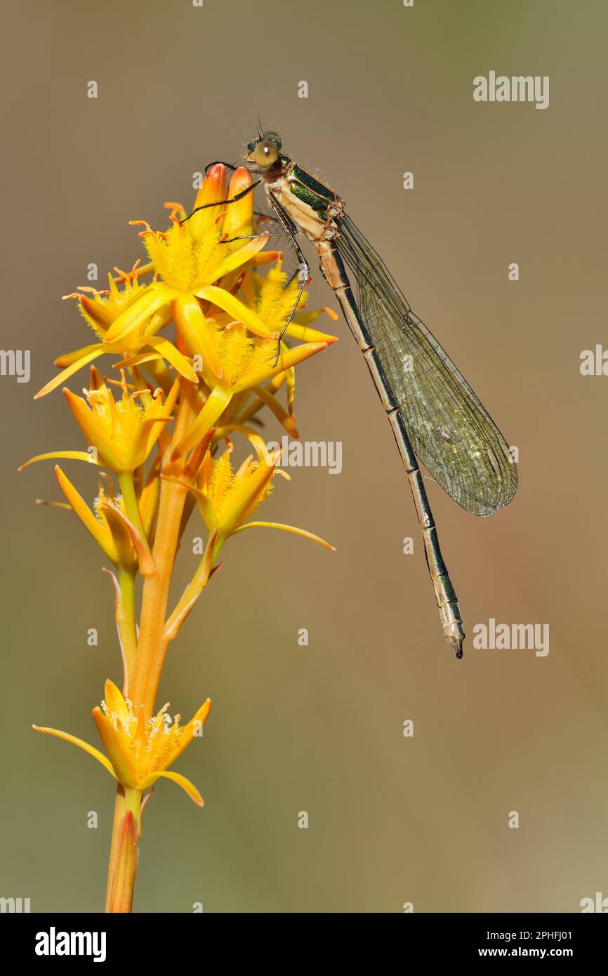 Emerald Damselfly (Lestes sponsa) hoch oben auf dem Blumenturm des Bog Asphodel (Narthecium Ossifragum) im Naturschutzgebiet Glen Affric Nationa, Invern Stockfoto