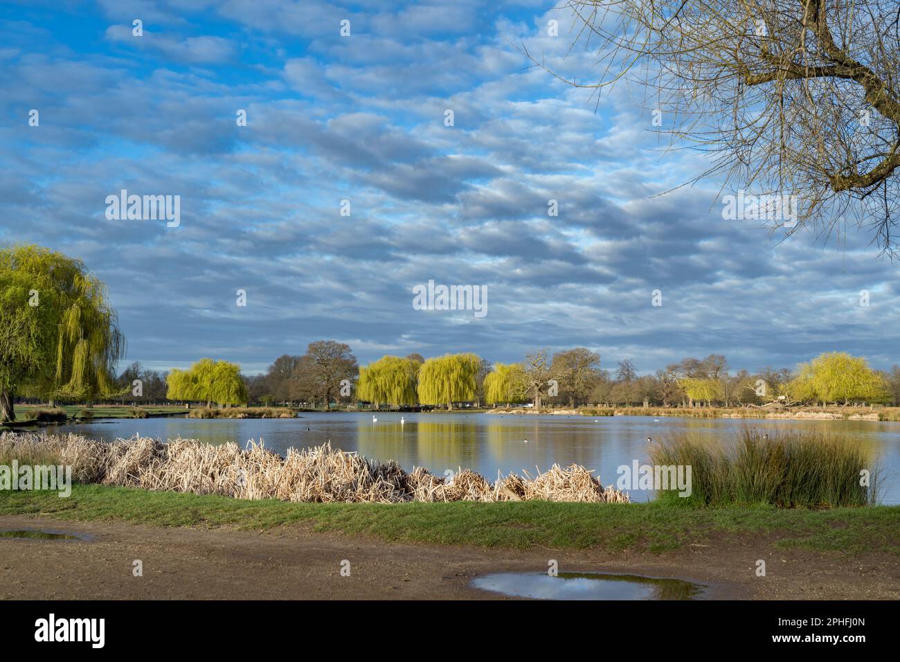 Die Sonne bricht durch nach den Frühlingsschauern im März am frühen Morgen im Buschpark Surrey Stockfoto