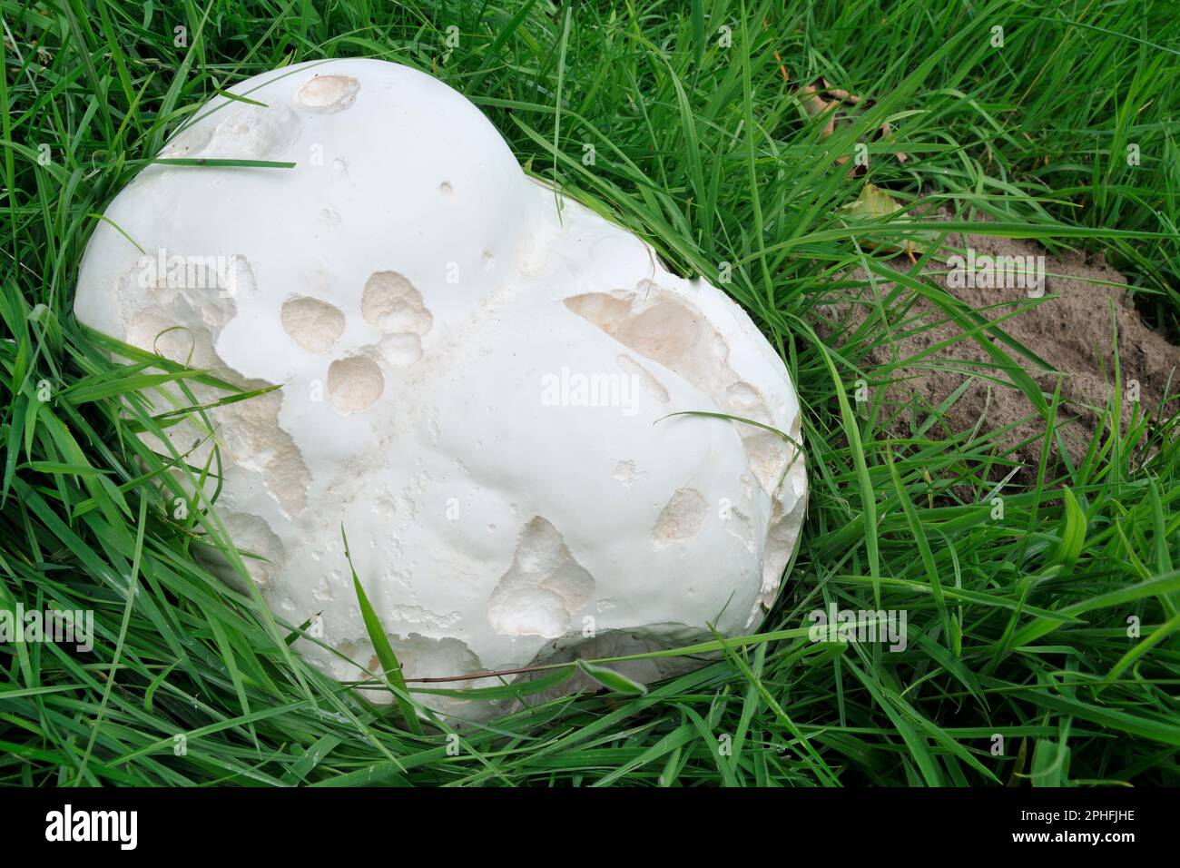 Riesen-Puffball-Pilze (Calvatia gigantea) große Exemplare, die auf altem Grasland am Waldrand wachsen, Roxburghshire, Schottische Grenzen, Schottland, August. Stockfoto