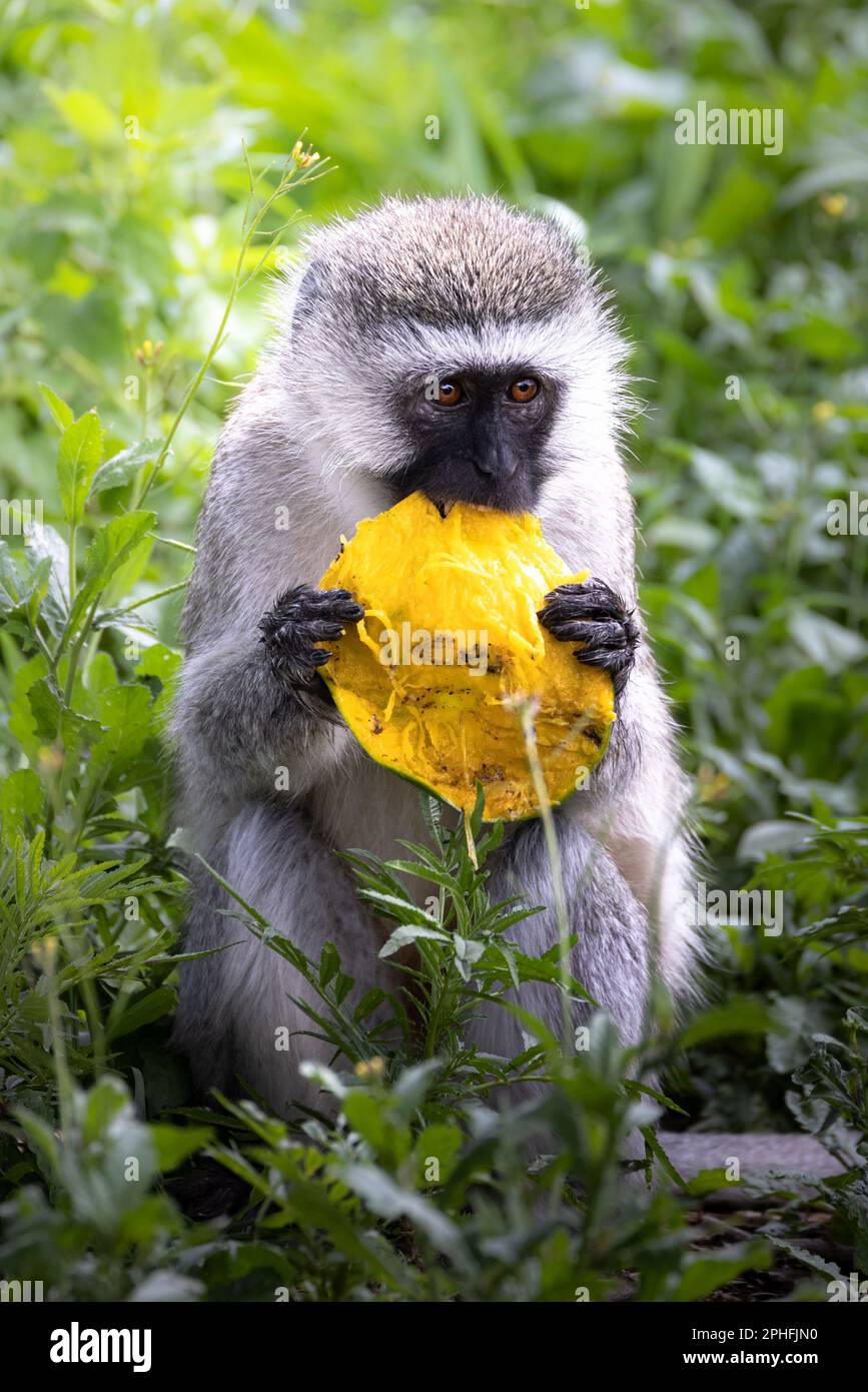 Wilder, süßer Vervet-Affe, der im Ngorongoro-Krater-Nationalpark in Tansania, Afrika, eine Mango im Gras isst Stockfoto