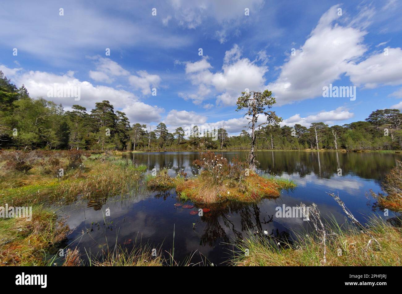 Glen Affric, Coire Loch, Torfmoor-Lochan, erstklassiger Lebensraum für Libellen in einem noch verborgenen Kiefernwald, Naturschutzgebiet Glen Affric Forest. Stockfoto