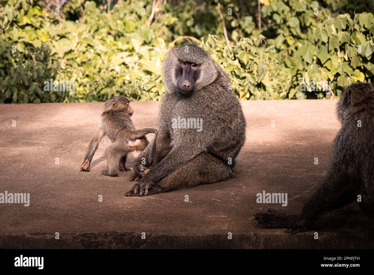 Wilder, großer männlicher Olivenpavian, Affe, mit Baby in der Savanne im Serengeti-Nationalpark, Tansania, Afrika Stockfoto