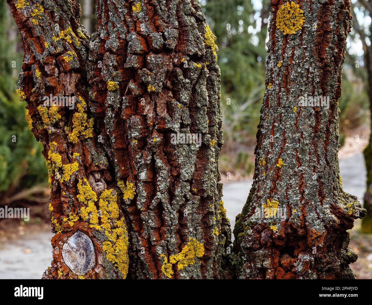 Baumstamm nah, Flechten Pilz auf Baumrinde nah Stockfoto