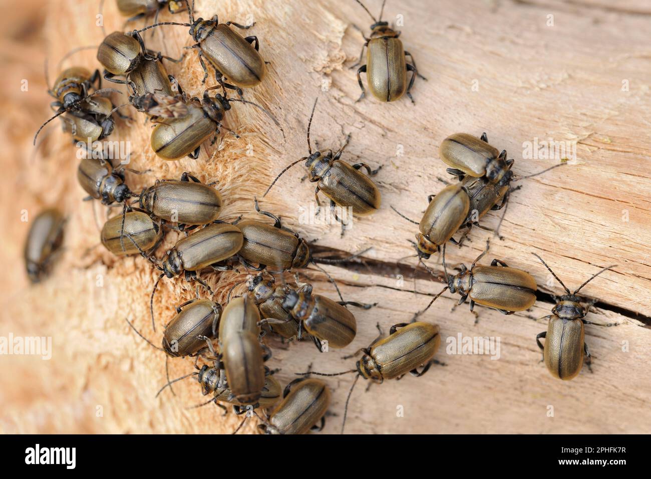 Heather Beetle (Lochmaea suturalis) Mass of reife Beetles on Driving Wood by loch Bordered by Heather Moorland, Inverness-shire, Schottland, April 2019 Stockfoto