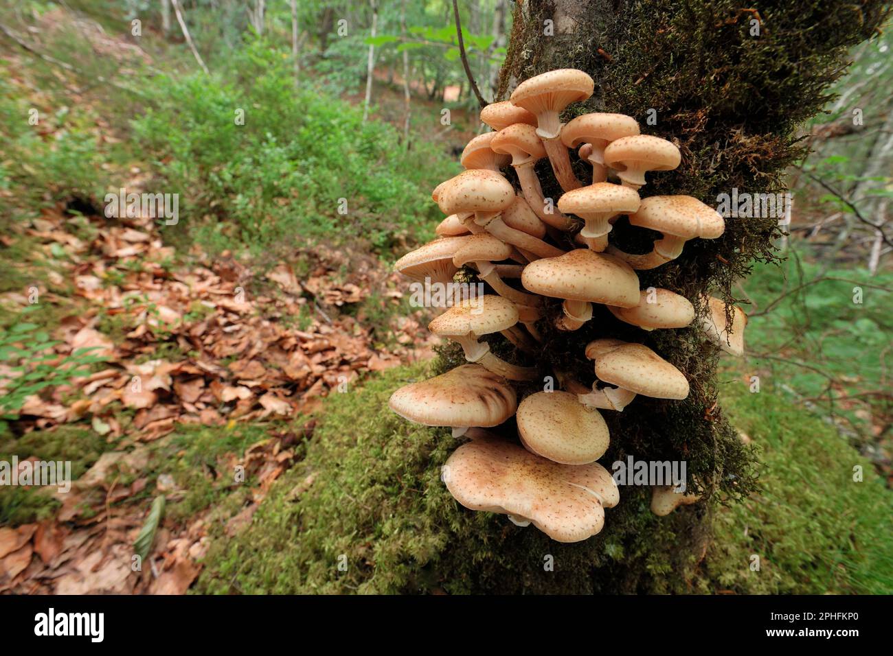 Honigpilz/Bootlace Pilz (Armillaria mellea), der am Stamm einer Erle (Alnus glutinosa) Ross-shire, Schottland, September 2018 wächst Stockfoto