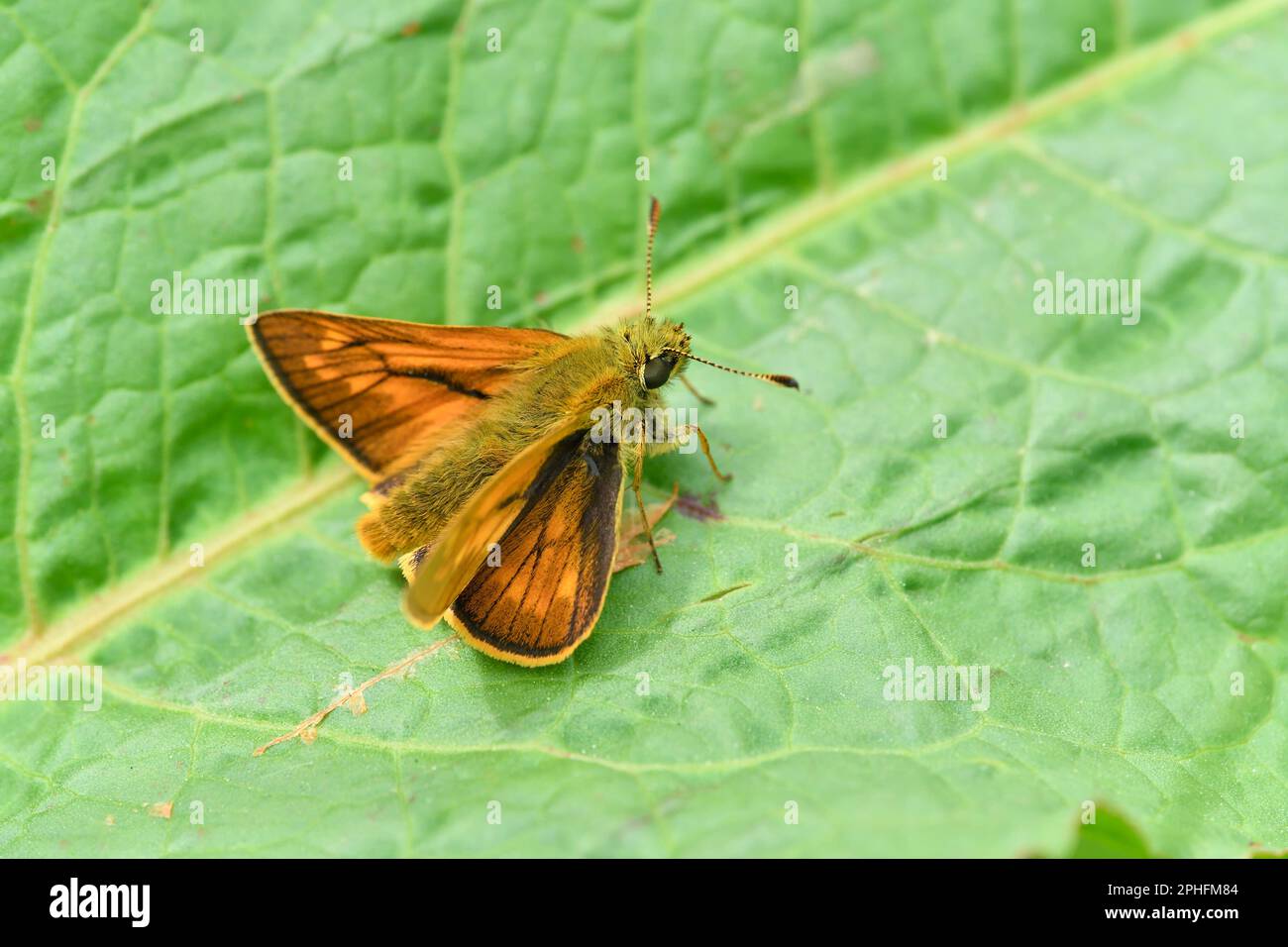 Großer Skipper Butterfly (Ochlodes sylvanus), der sich am 2021. Juni im Three Hagges Wood Meadow, North Yorkshire, England, auf dem Dock Leaf sonnt Stockfoto