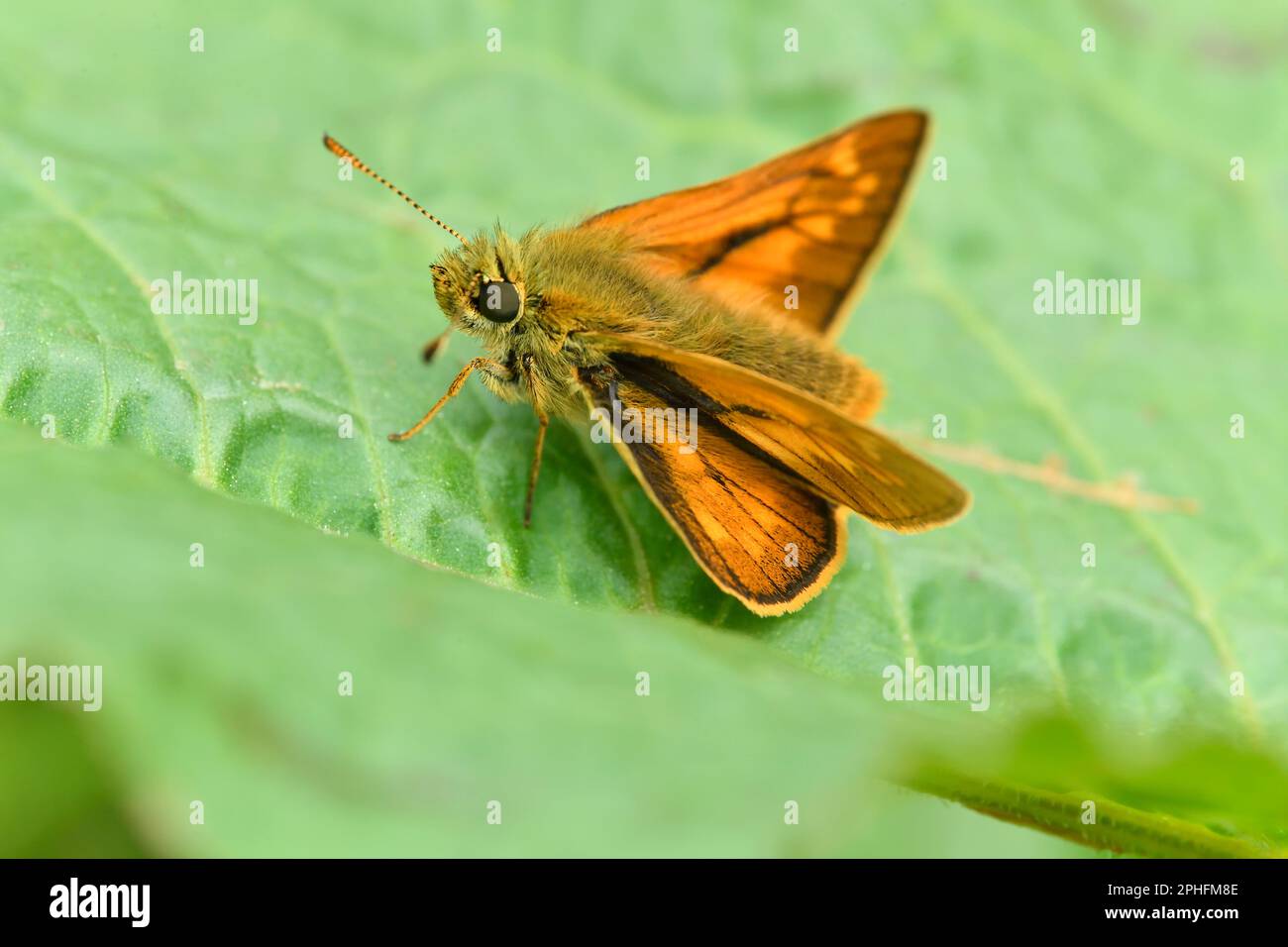 Großer Skipper Butterfly (Ochlodes sylvanus), der sich am 2021. Juni im Three Hagges Wood Meadow, North Yorkshire, England, auf dem Dock Leaf sonnt Stockfoto