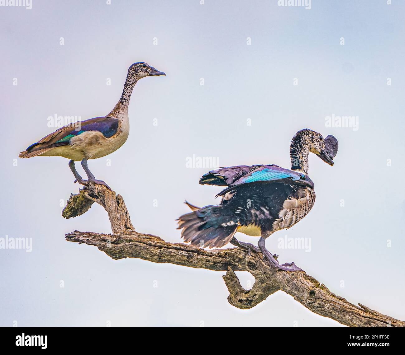 Knauf-Billed Duck Stockfoto