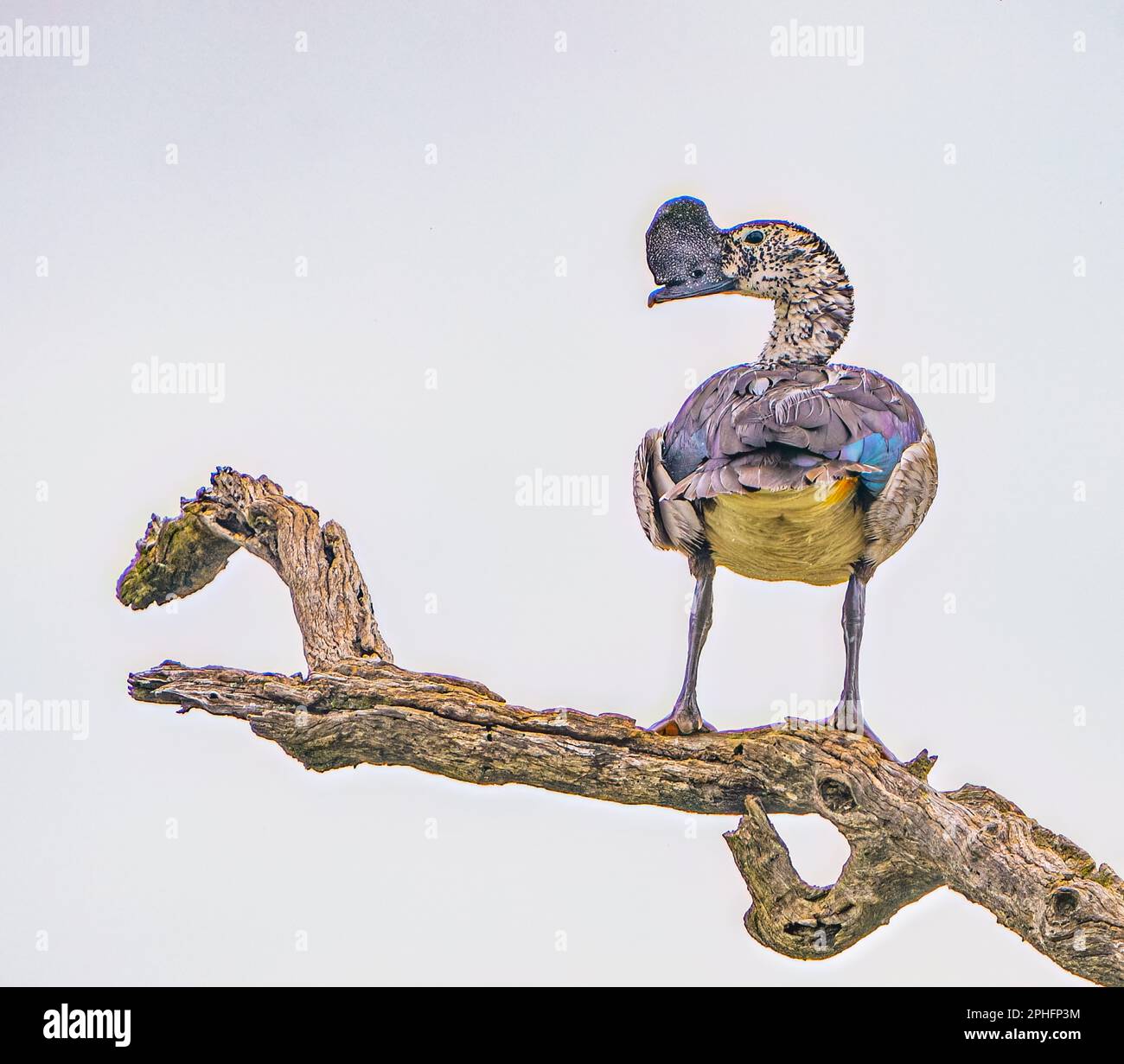 Knauf-Billed Duck Stockfoto