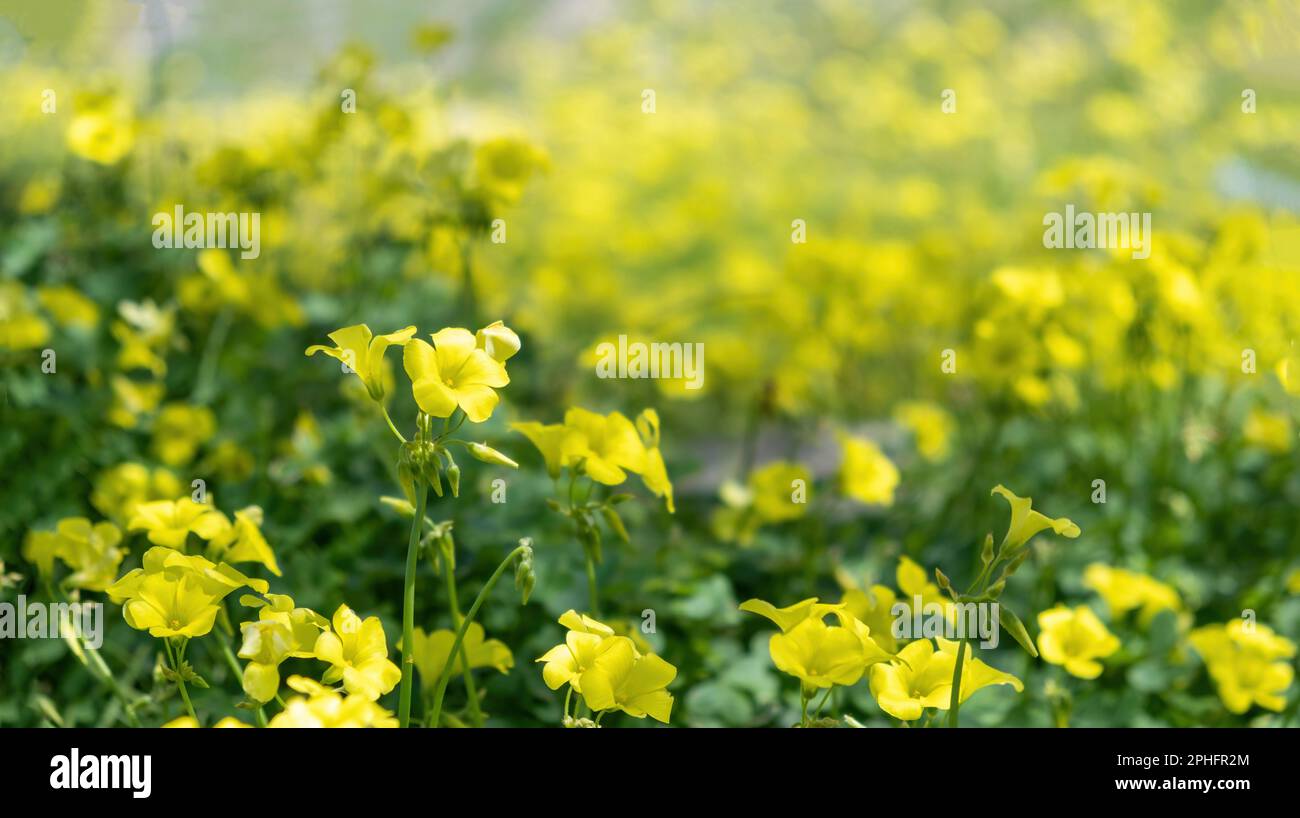 Blühende Frühlingsfelder, wilde gelbe Blumen aus nächster Nähe. Grünes Gras und glockenförmiger Blumenkopf Stockfoto