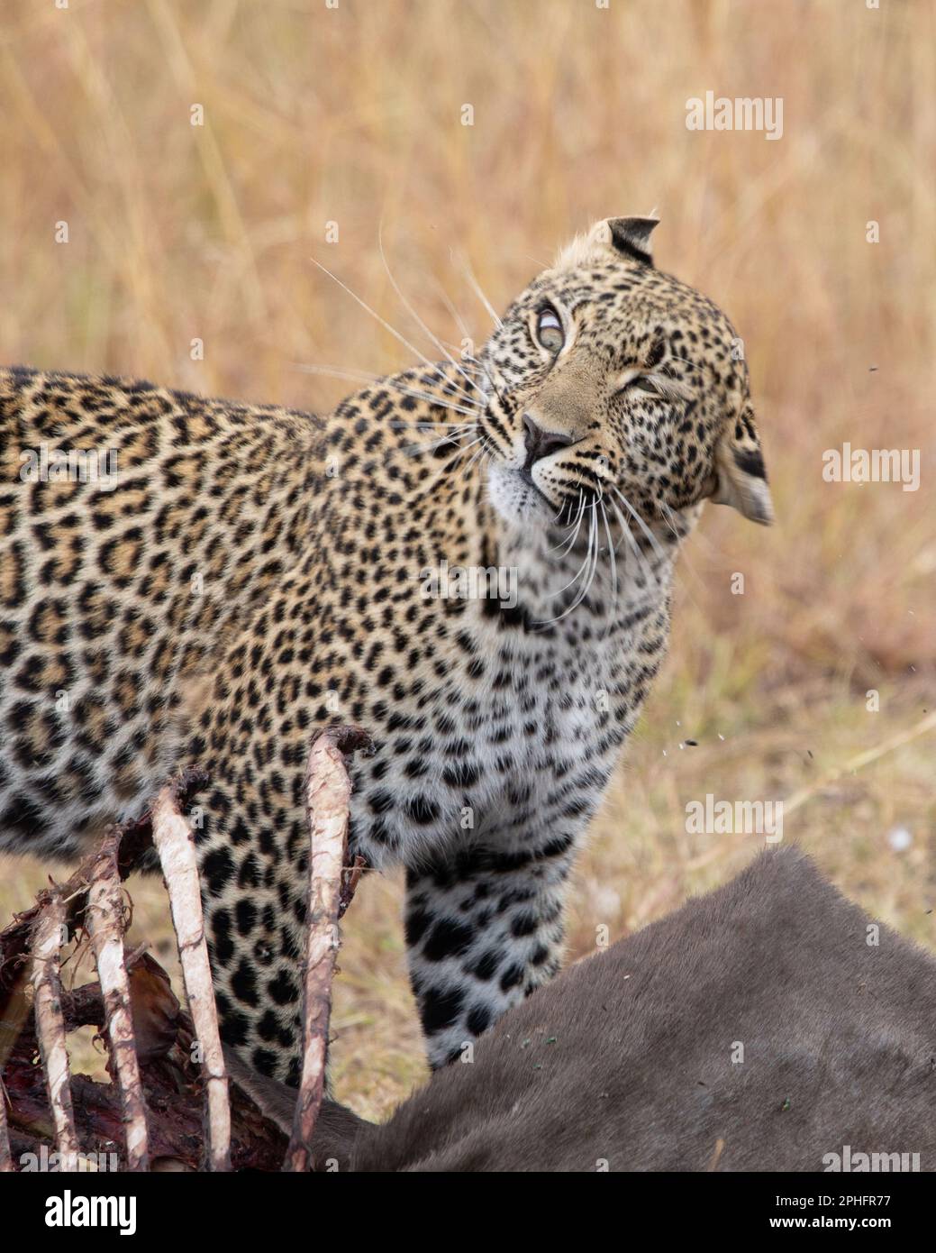 Die Fliegen abschütteln. Kenia: DIESE KOMISCHEN Bilder zeigen eine Leopardin in einem Punkt der Unannehmlichkeit, während ihre Augen sich beugten, während sie lästige Fliegen abschüttelte, während sie es versuchte Stockfoto