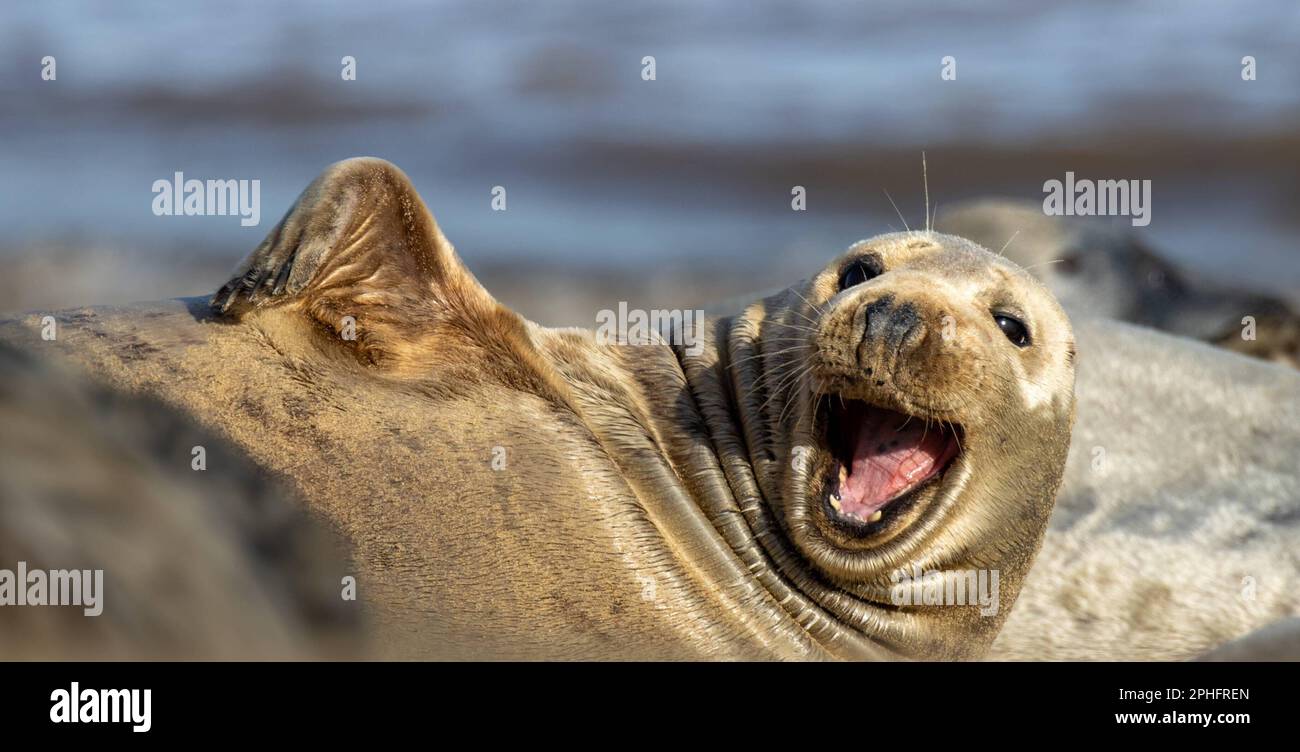 Lachende Robbe. Norfolk, Großbritannien: DIESE KOMISCHEN Bilder zeigen ein Norfolk-Siegel, das lustige Gesichter zieht, einschließlich eines Eindrucks von Homers berühmtem "Doh!?" von Homer Simpson. Gest Stockfoto