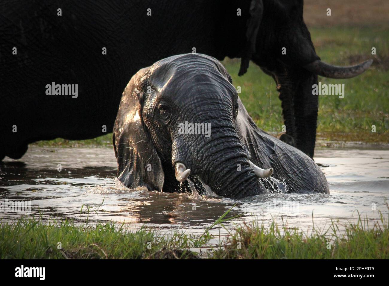 Abkühlung. Botsuana: DIESE HERZERWÄRMENDEN Bilder zeigen eine Elefantenherde, die ein Bad im Fluss nimmt, um sich von der Hitze abzukühlen. Ein Bild aus Botswa Stockfoto