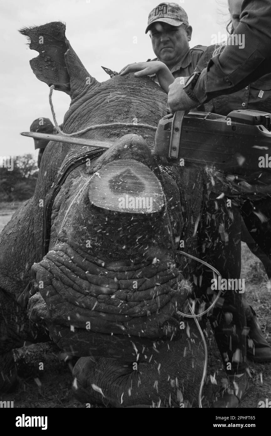 Ein schockierendes Bild. DIESE HERZZERREISSENDEN Bilder zeigen das Enthornen eines Nashorns, um das Nashorn davor zu schützen, von Wilderern für das Elfenbein getötet zu werden Stockfoto